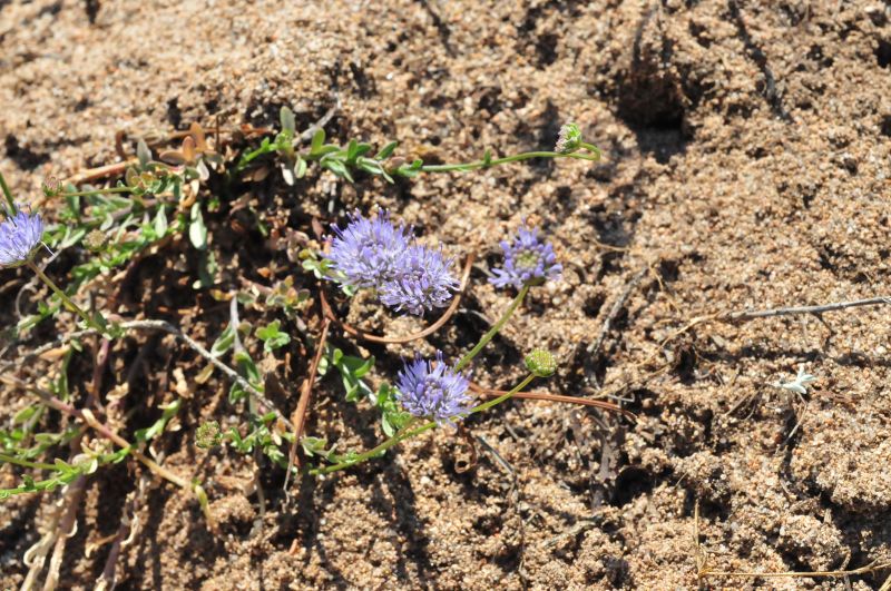 Jasione montana / Vedovella annuale